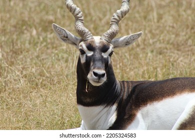 BRYAN, TEXAS - JULY 17, 2022: A Blackbuck Deer Lies Down In An Open Field At A Texas Petting Zoo.