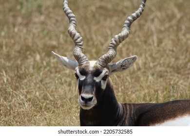 BRYAN, TEXAS - JULY 17, 2022: A Blackbuck Deer Lies Down In An Open Field At A Texas Petting Zoo.