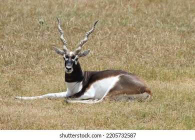 BRYAN, TEXAS - JULY 17, 2022: A Blackbuck Deer Lies Down In An Open Field At A Texas Petting Zoo.