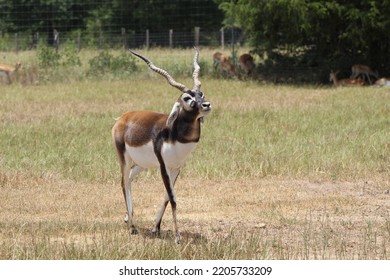 BRYAN, TEXAS - JULY 17, 2022: A Blackbuck Deer Stands In An Open Field At A Texas Petting Zoo.