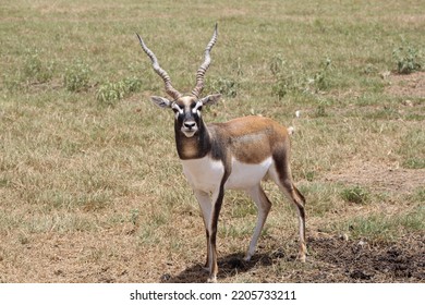 BRYAN, TEXAS - JULY 17, 2022: A Blackbuck Deer Stands In An Open Field At A Texas Petting Zoo.