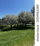 Bryant University blooming trees during the summer