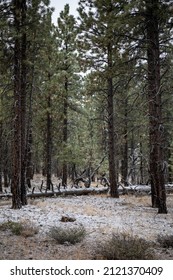 Bryce Canyon City, UT, US 02-02-22 Bryce Canyon Forest With Snow