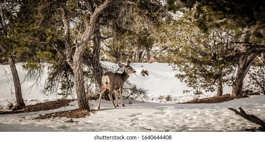 Bryce Canyon City, UT, USA - January 2020 :  Female Deer In Bryce National Park During Winter In Southwestern Utah