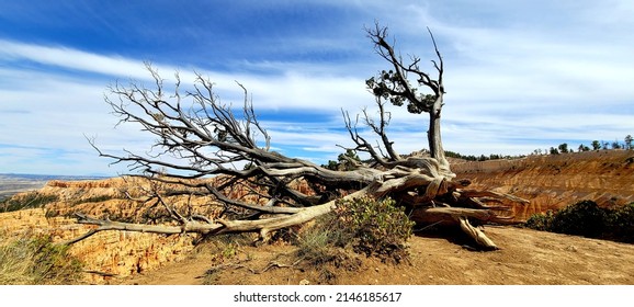 Bryce Canyon Windswept Landscape Tree