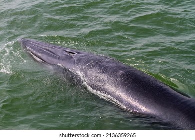 Bryde Whale Or Bruda Whale Emerging Above The Sea Surface In The Gulf Of Thailand.