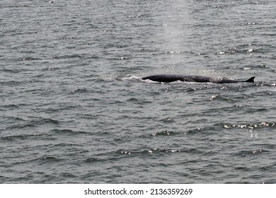 Bryde Whale Or Bruda Whale Emerging Above The Sea Surface In The Gulf Of Thailand.