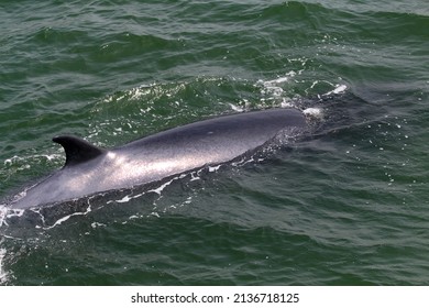 Bryde Whale Bruda Whale Emerging Above Stock Photo 2136718125 ...