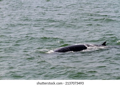 Bryde Whale Or Bruda Whale Emerging Above The Sea Surface In The Gulf Of Thailand.