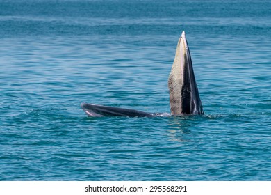 Bryde Whale In Gulf Of Thailand