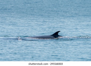 Bryde Whale In Gulf Of Thailand