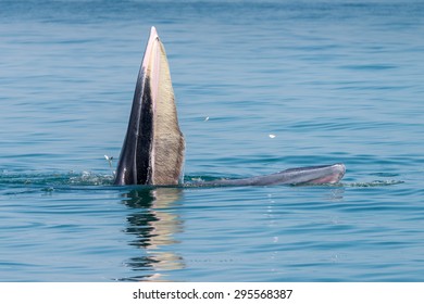 Bryde whale in gulf of thailand