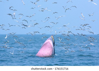 Bryde Whale And Seagull Interspecific Interaction In Nature