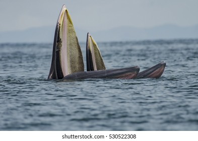 Bryde's Whale 004