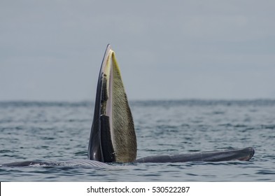 Bryde's Whale 008