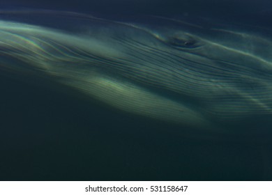 Bryde's Whale 013