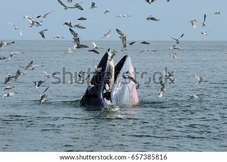 Bryde's Whale