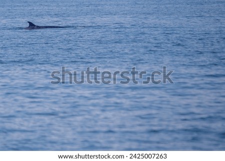 The Bryde's Whale (Balaenoptera brydei) is a baleen whale found in tropical and subtropical waters, known for its streamlined body and graceful movements. 