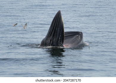 Bryde's whale in the gulf of Thailand