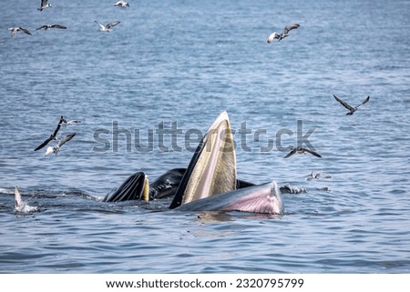Bryde's whale (mother and child) trap feeding small fish showing whale baleen with many seagulls in sunny day, Gulf of Thailand.
