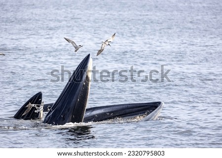 Bryde's whale (mother and child) trap feeding small fishes showing whale baleen in sunny day with seagulls in gulf of Thailand.
