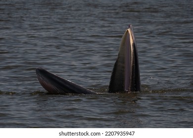 Bryde's Whale Mouth Bryde's Baleen Bryde's Whale