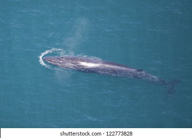 Bryde's Whale, South Africa