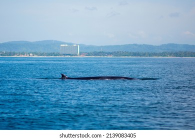 Bryde's Whale Spotted At Mirissa, Sri Lanka