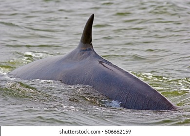 Bryde's Whale In Thailand.