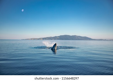Brydes Whale under the moon in Auckland, New Zealand
