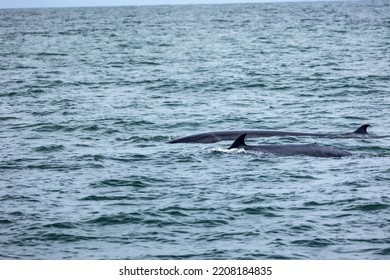 Bryde's Whales Surfacing Showing Fin, Balaenoptera Edeni Is Baleen Whale Species.