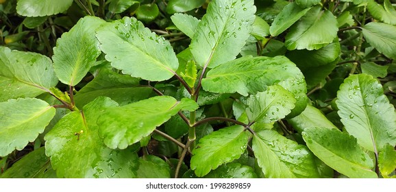 bryophyllum-common-medicinal-plant-used-traditional-1998289859