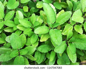 995 Bryophyllum Pinnatum Images, Stock Photos & Vectors | Shutterstock