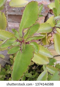 Bryophyllum Pinnatum Plant,known As The Air Plant.This Plant Is Used For Making Various Types Of Medicines. Its Leaves Are Used For Kidney Stones.