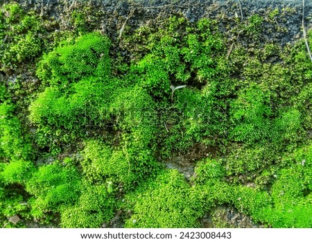 Bryophyta or moss is a group of land plants that are usually green and small in size, and the largest size is less than 50 cm. Moss lives on rocks, trees, wood, soil and wet walls of houses