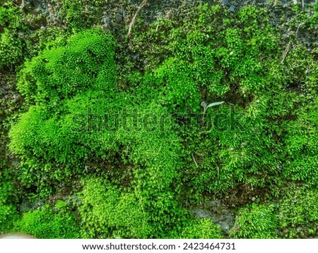 Bryophyta or moss is a group of land plants that are usually green and small in size, and the largest size is less than 50 cm. Moss lives on rocks, trees, wood, soil and wet walls of houses