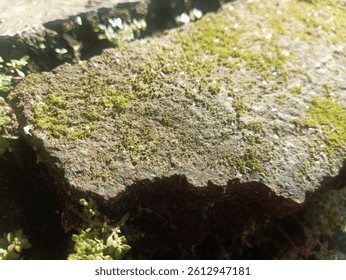 Bryophyte Colonization on Brick: A Study in Non-Vascular Plant Adaptation