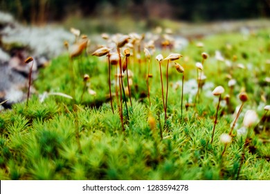 Bryophyte In Forest