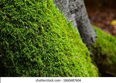 Bryophyte Grows On Beech In Forest