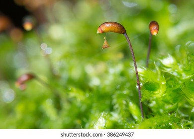 Bryophyte Moss In The Forest