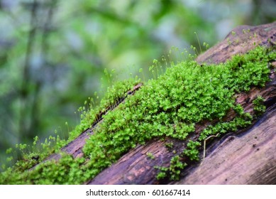 Bryophyte (small Plant) On Trunk