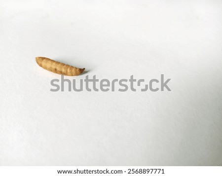 BSF Maggot Isolated, with white background. Maggot is larvae of black soldier fly. Maggots are very useful for recycling organic waste. Also can be used for fish and poultry feed