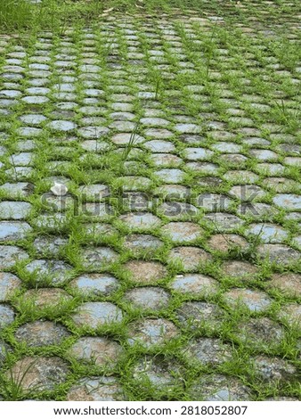 bstract pattern of interlocking concrete paving blocks with fresh green grass growing between the gaps