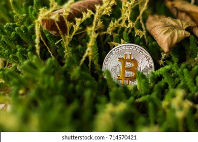 BTC coin on autumn field with dry leaves
