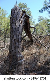 Btoken Pine Tree Trunk In Brush,  Pine Barrens, NJ