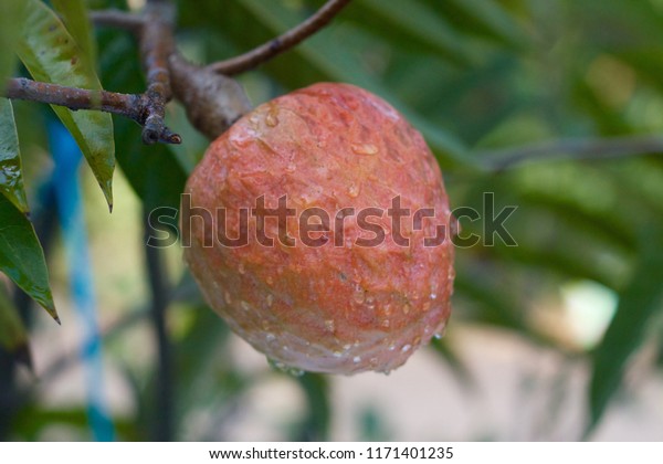 Buah Mulwo Nona Fruit Annona Reticulata Stock Photo (Edit Now) 1171401235