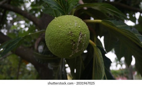 Buah Sukun or Breadfruit (Artocarpus altilis) is the name of a type of fruiting tree. Breadfruit is fruitless and has a tender part, which resembles bread after cooking or frying. 