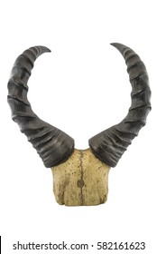 bubale horns/kongoni or Coke's hartebeest (alcelaphus buselaphus) horns isolated on a white background - Shutterstock ID 582161623
