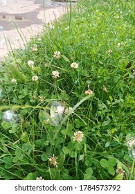 Bubble after falling in the grass.