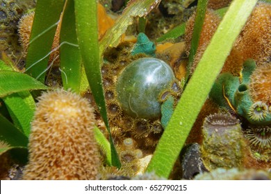 Valonia Ventricosa Bilder Stockfotos Und Vektorgrafiken Shutterstock